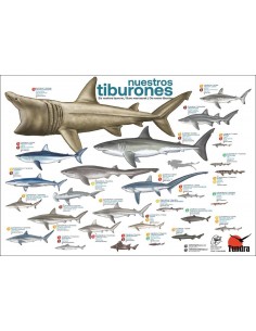Póster ilustraciones Tundra