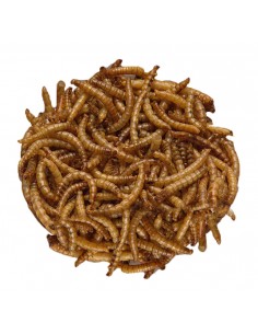 Larvas deshidratadas 2