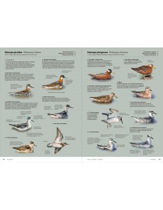 Aves de Europa.... 2