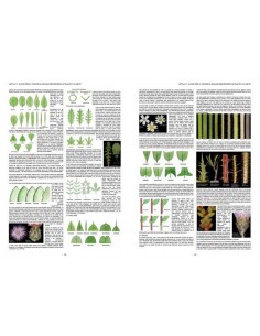 Plantas silvestres de la... 2