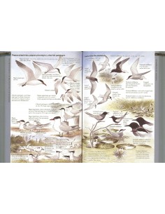 Guía para identificar aves... 2