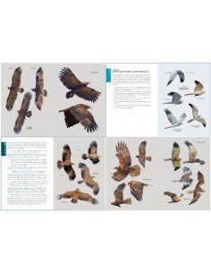 Aves rapaces diurnas ibéricas 2
