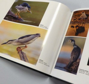 f/7,1…Fotografiando... 2